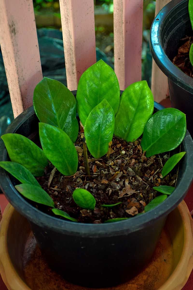 3 Easy Methods to Propagate ZZ Plants for More Green Beauty