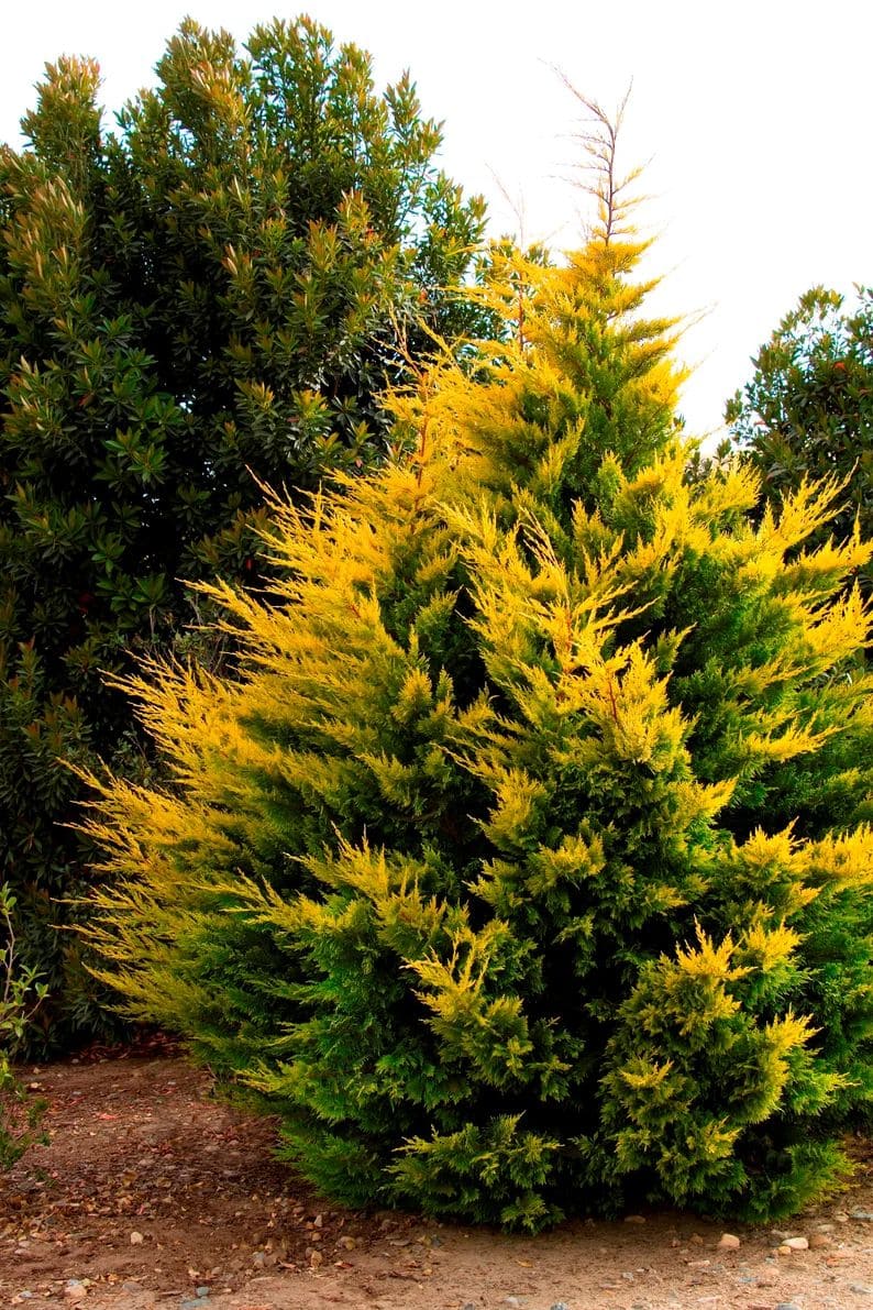 10 Evergreen Trees That Don’t Lose Their Leaves