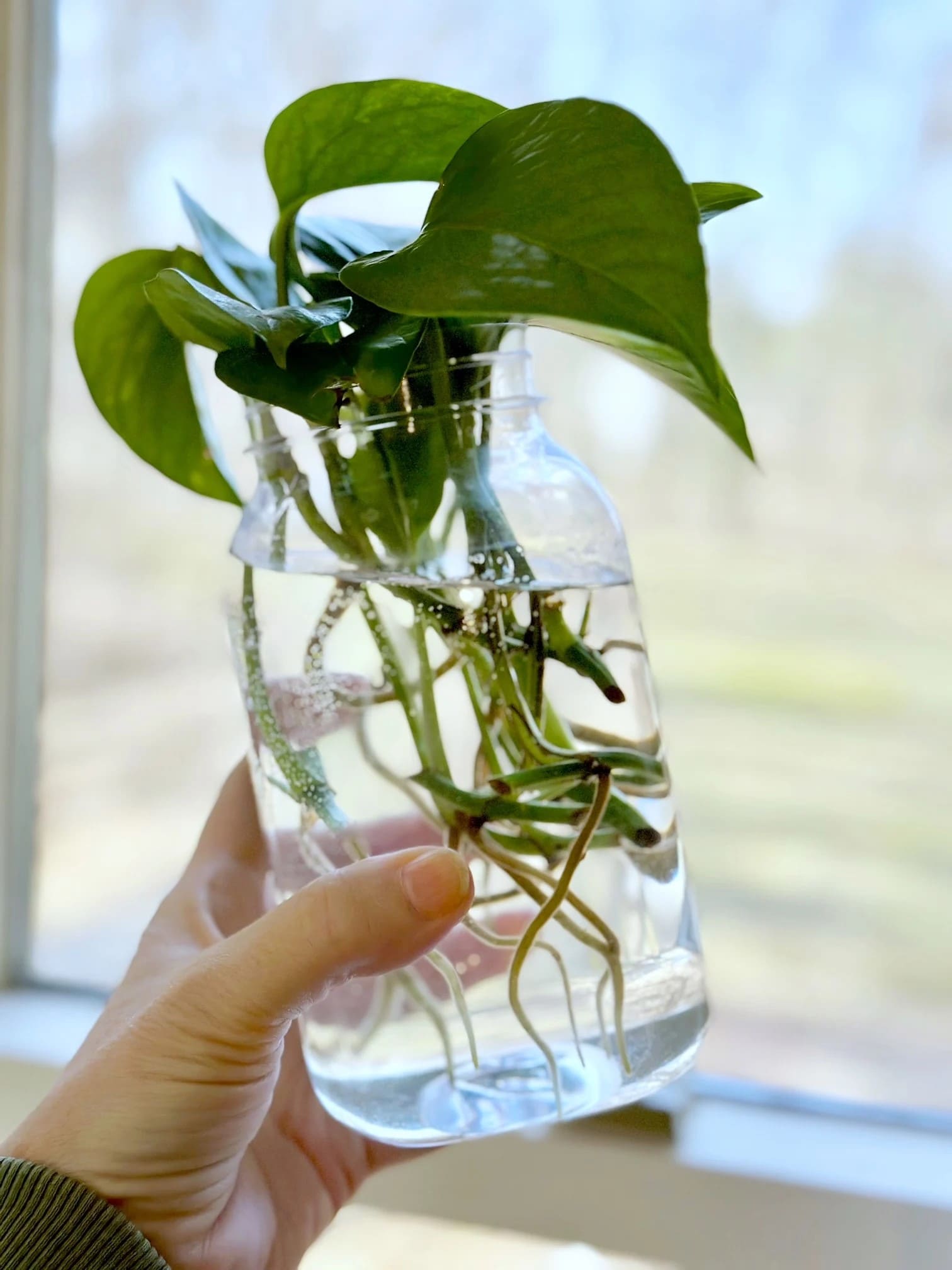 Why Your Pothos Cuttings Aren’t Rooting and How to Fix It