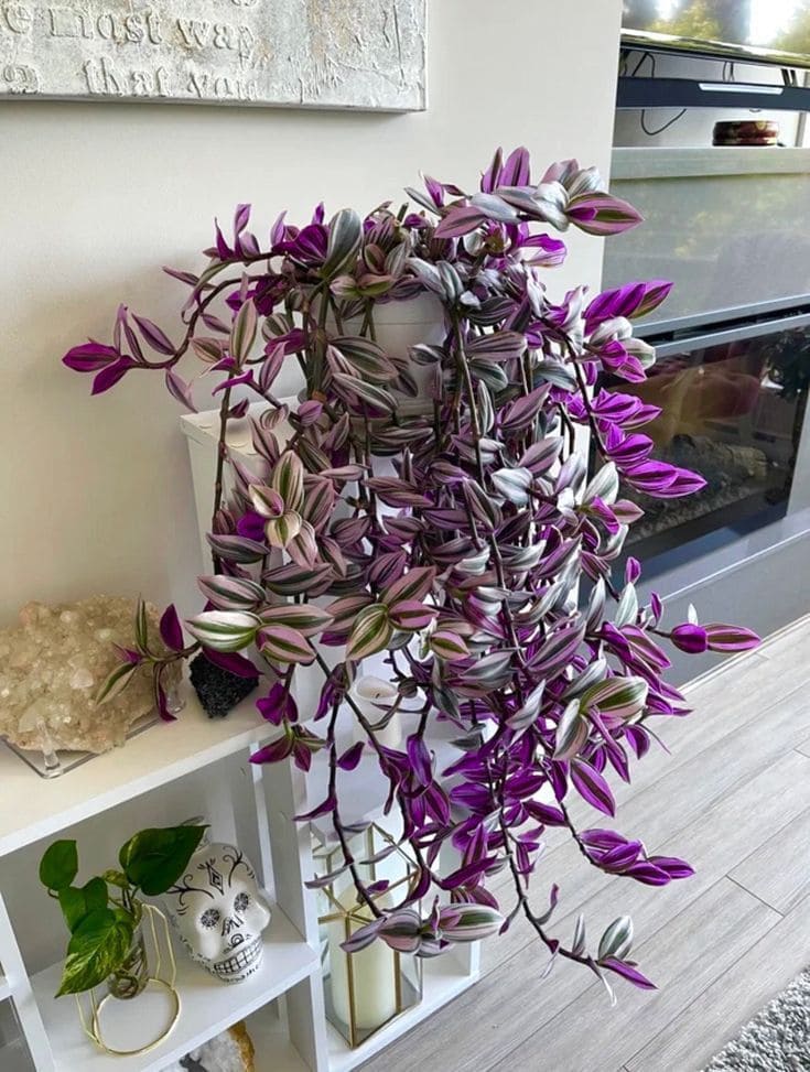8 Secrets to Grow a Bushy Wandering Jew Plant