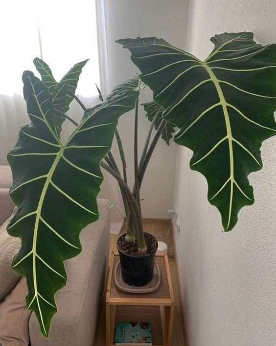 How to Keep Alocasia Green Velvet Leaves Healthy and Vibrant