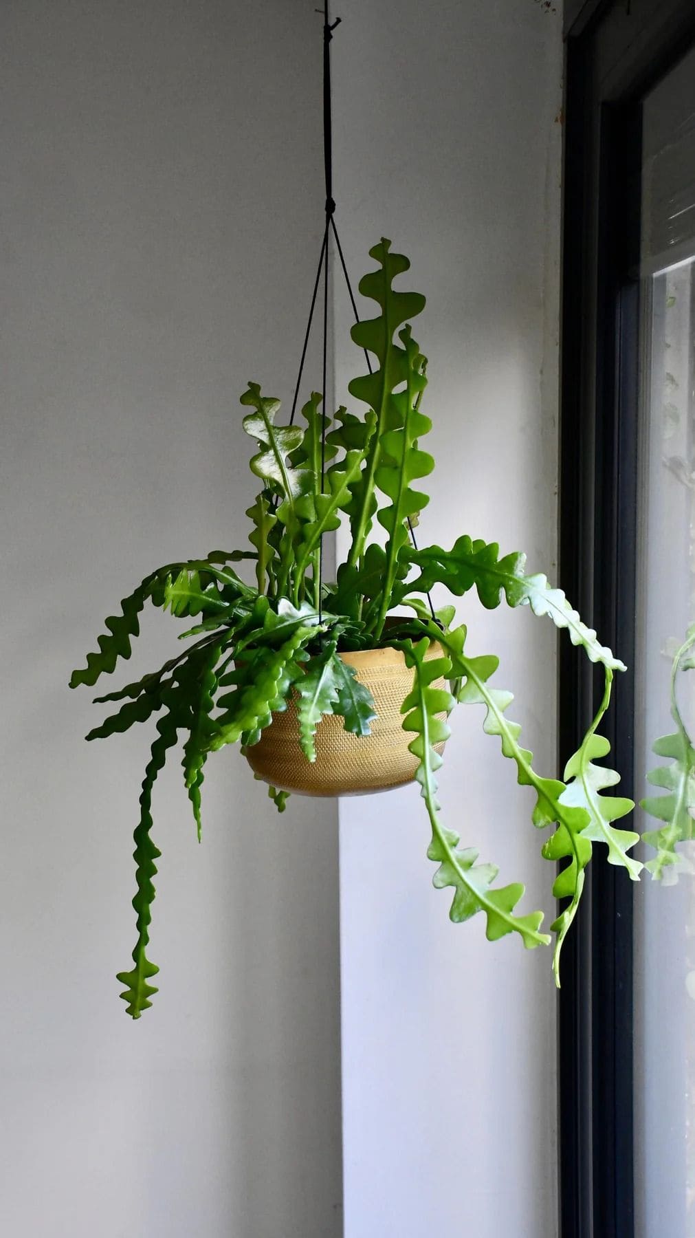 7 Tips to Get Your Fishbone Cactus to Bloom