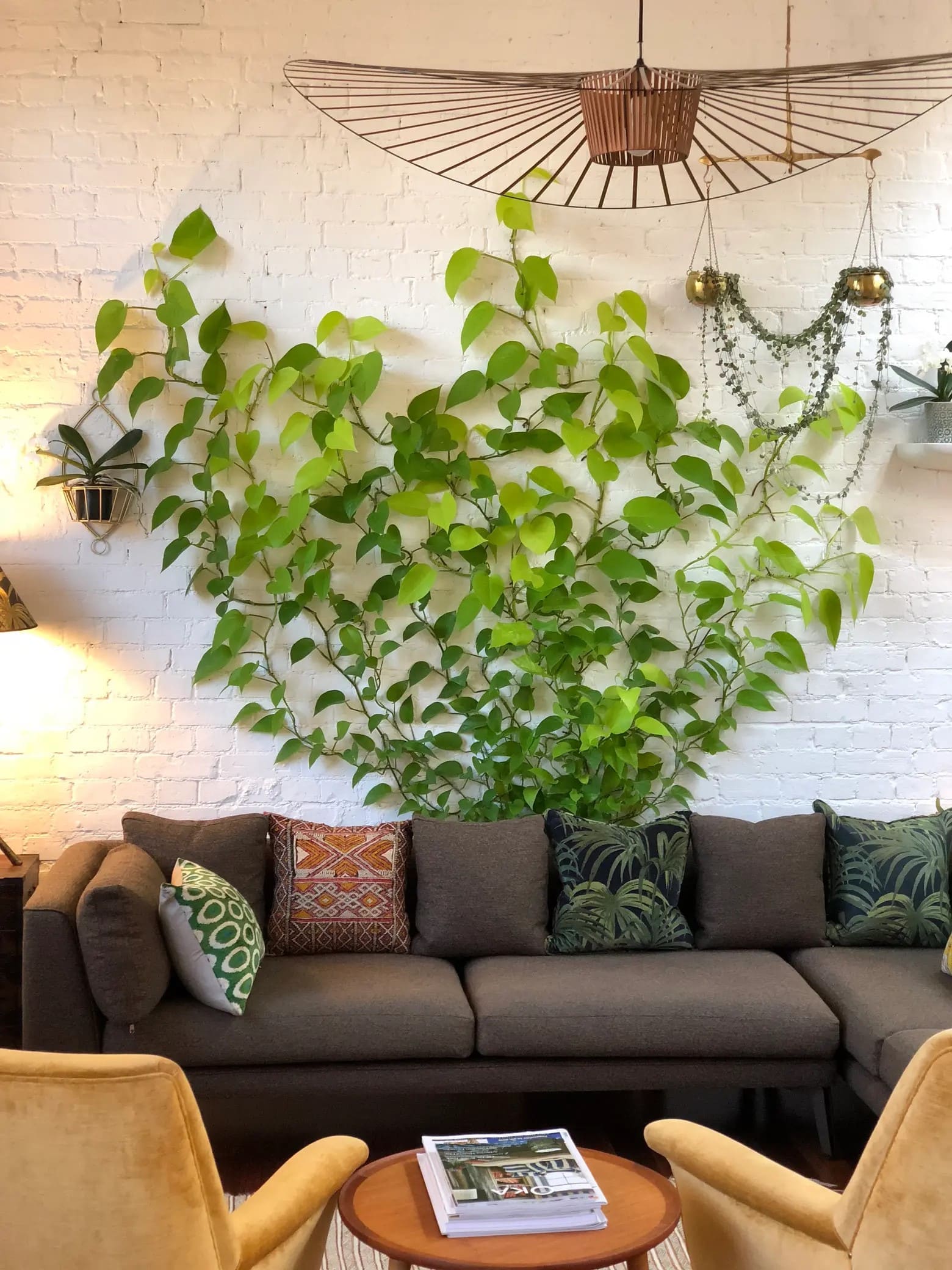 Living Pothos Wall Display