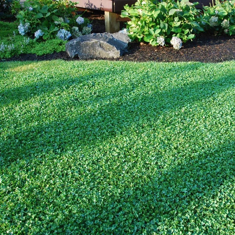 The Complete Guide to Clover Lawns: Benefits, Care, and How to Plant One