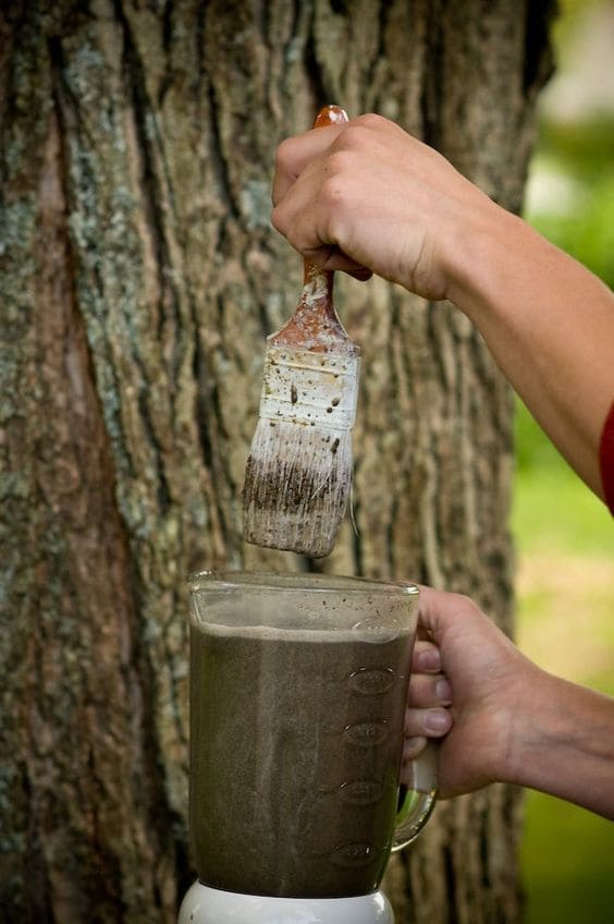 5 Steps to Grow Moss on Anything