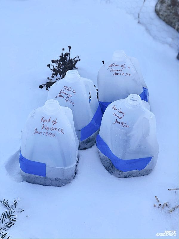 3 Smart Winter Sowing Methods Every Gardener Should Try
