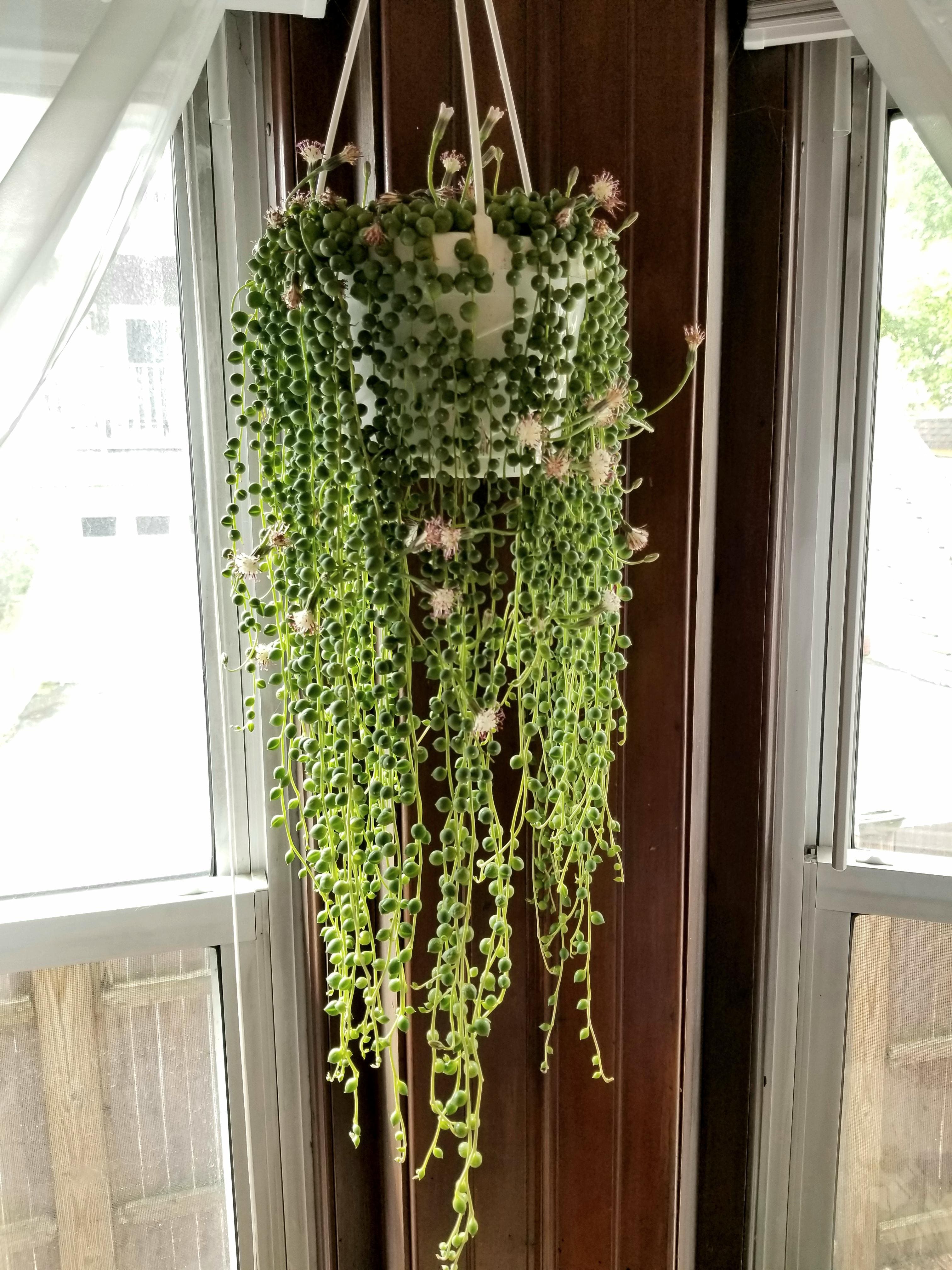 7 Proven Tricks to Make Your String of Pearls Flower