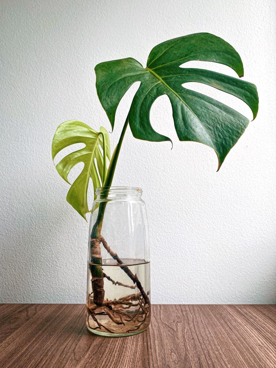 10 Plants That Grow Beautifully in Water Jars