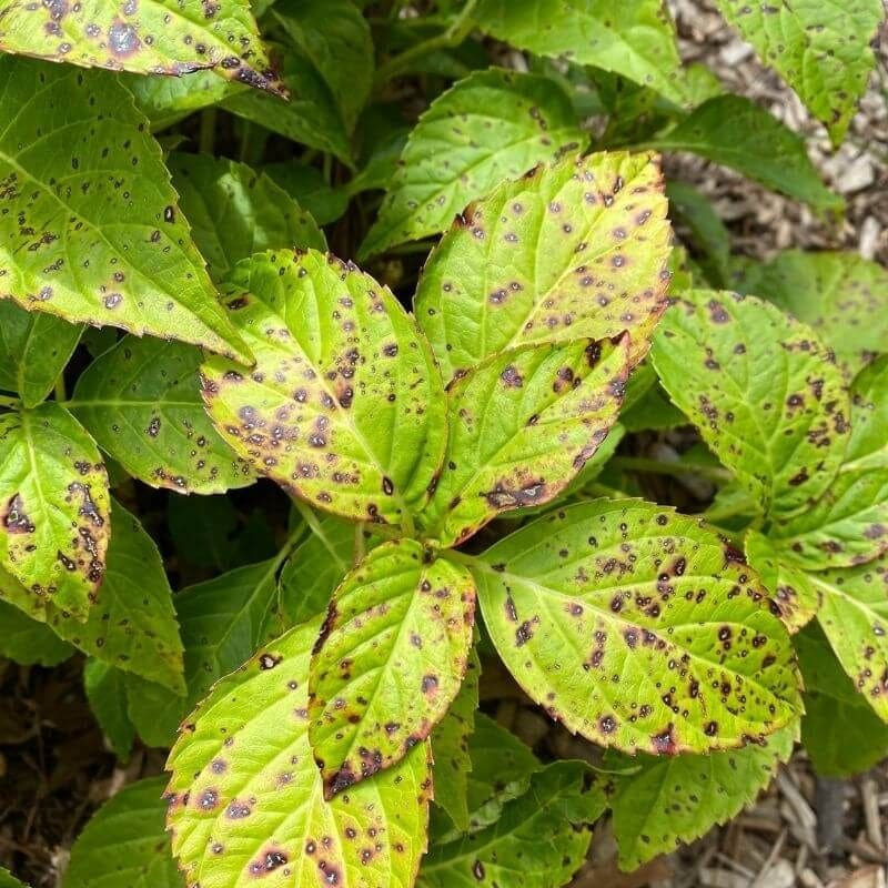 Why Baking Soda Is the Secret Best Friend of Hydrangea Gardeners