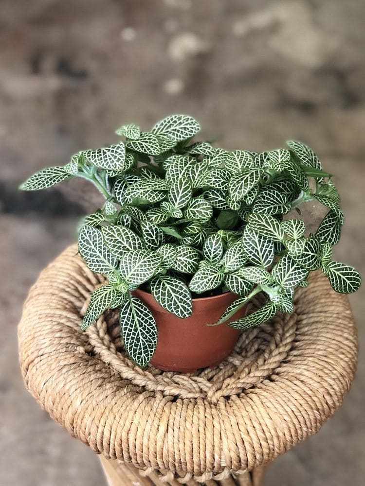 12 Unique Houseplants That Will Make Your Home Stand Out