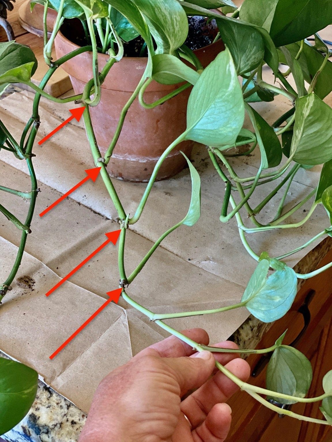 Why Your Pothos Cuttings Aren’t Rooting and How to Fix It