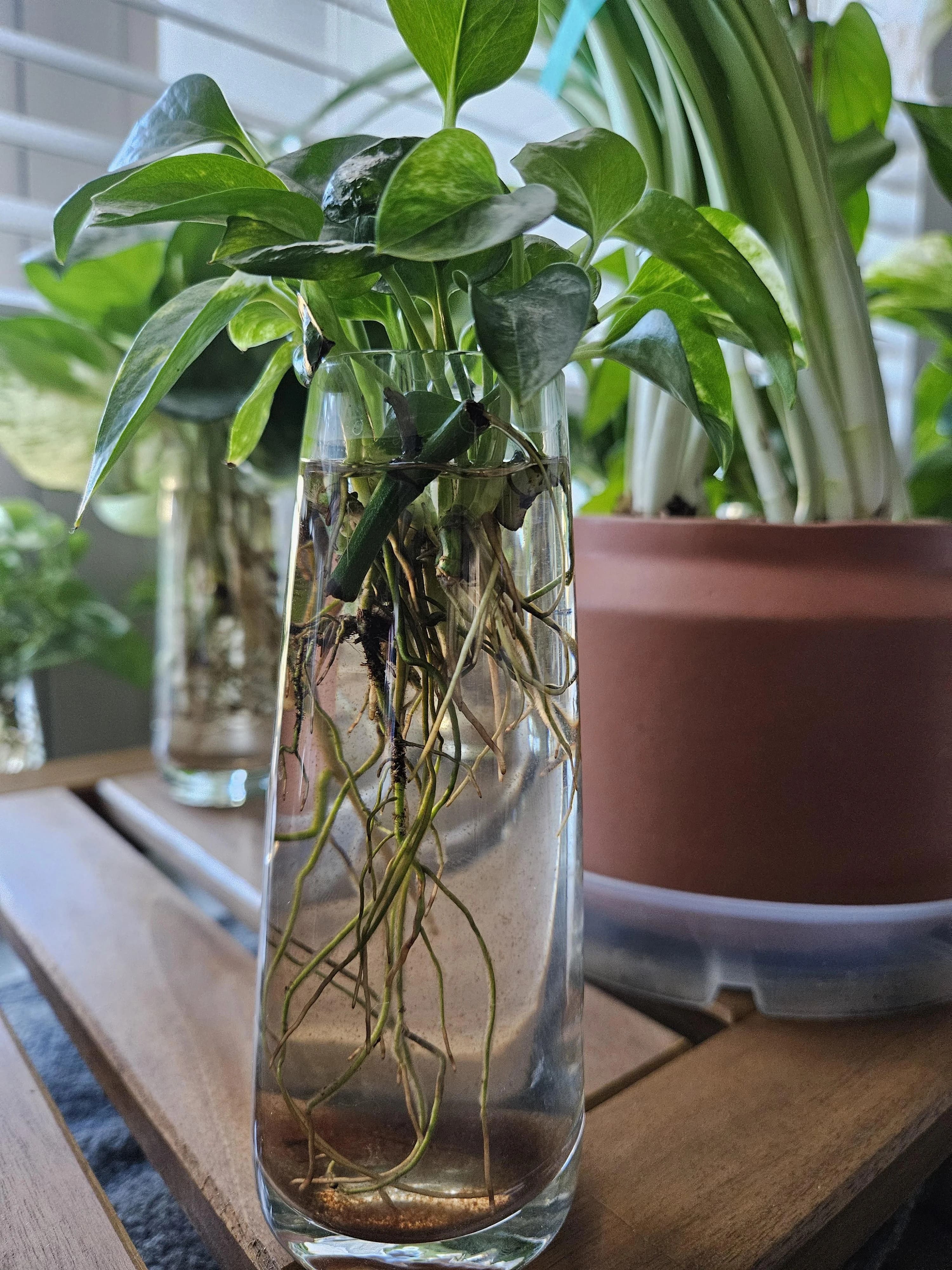Why Your Pothos Cuttings Aren’t Rooting and How to Fix It