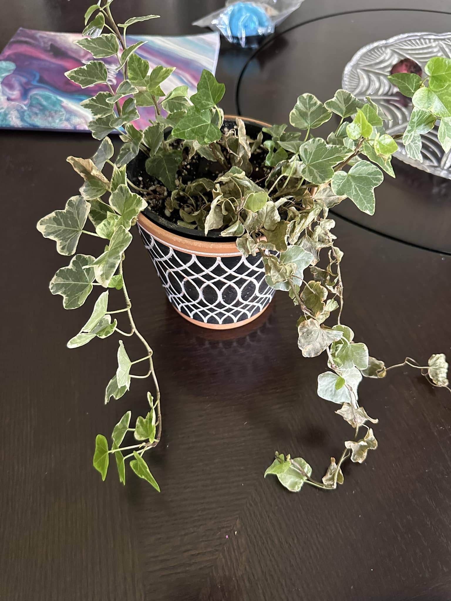 10 Mistakes to Avoid When Growing English Ivy Indoors