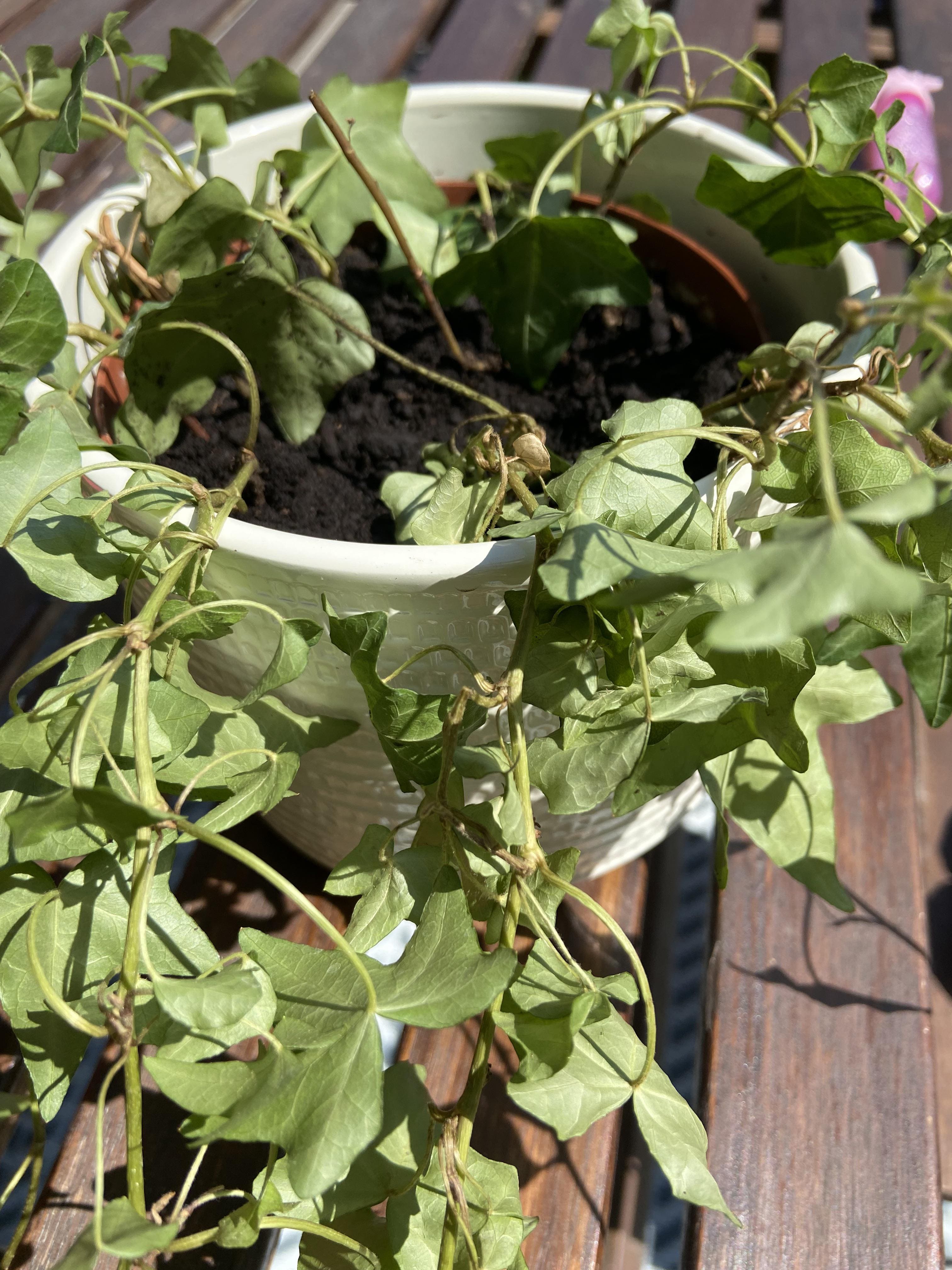 10 Mistakes to Avoid When Growing English Ivy Indoors