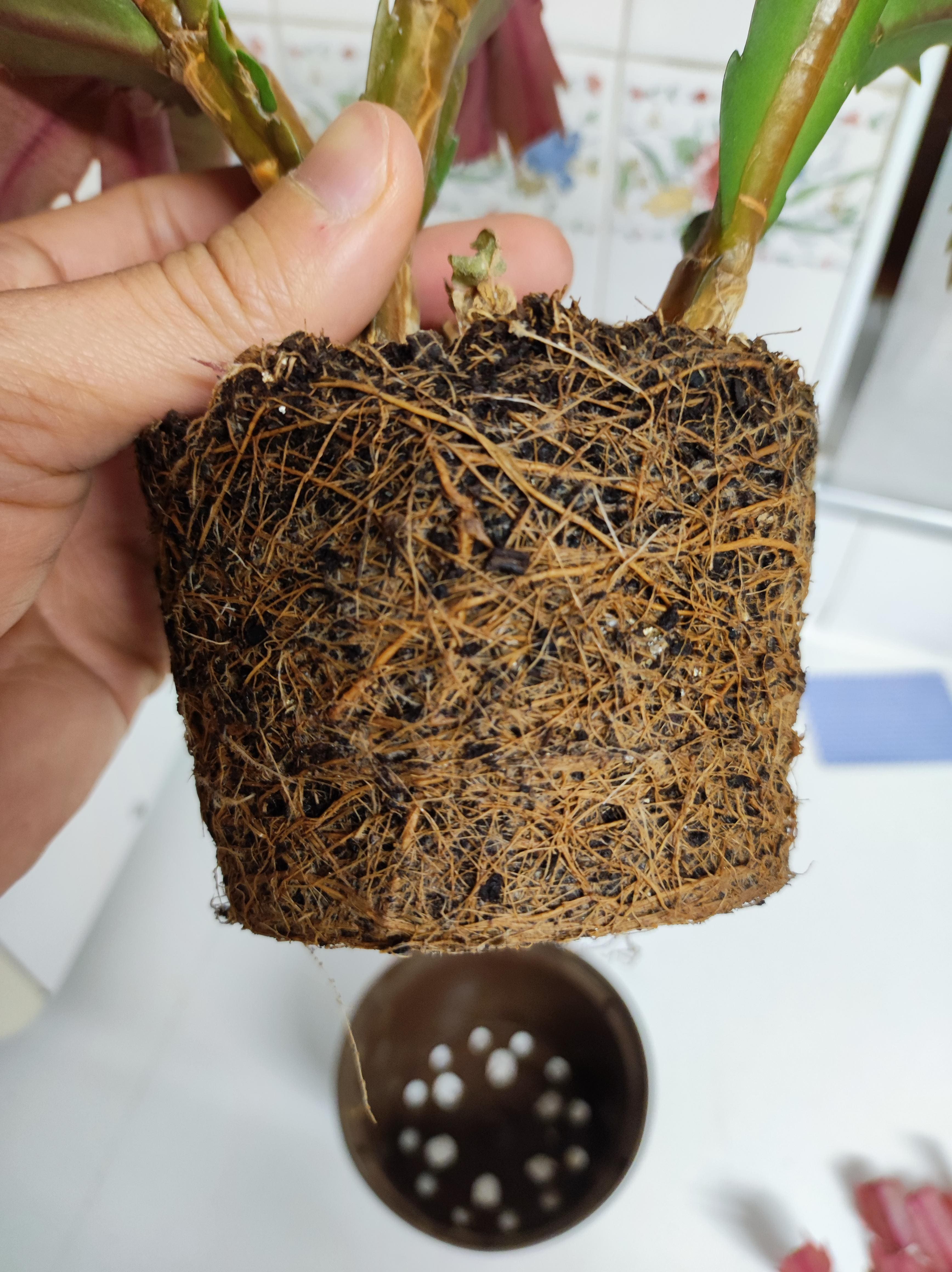 Shriveled Christmas Cactus Leaves? Here’s What’s Going On and How to Fix It
