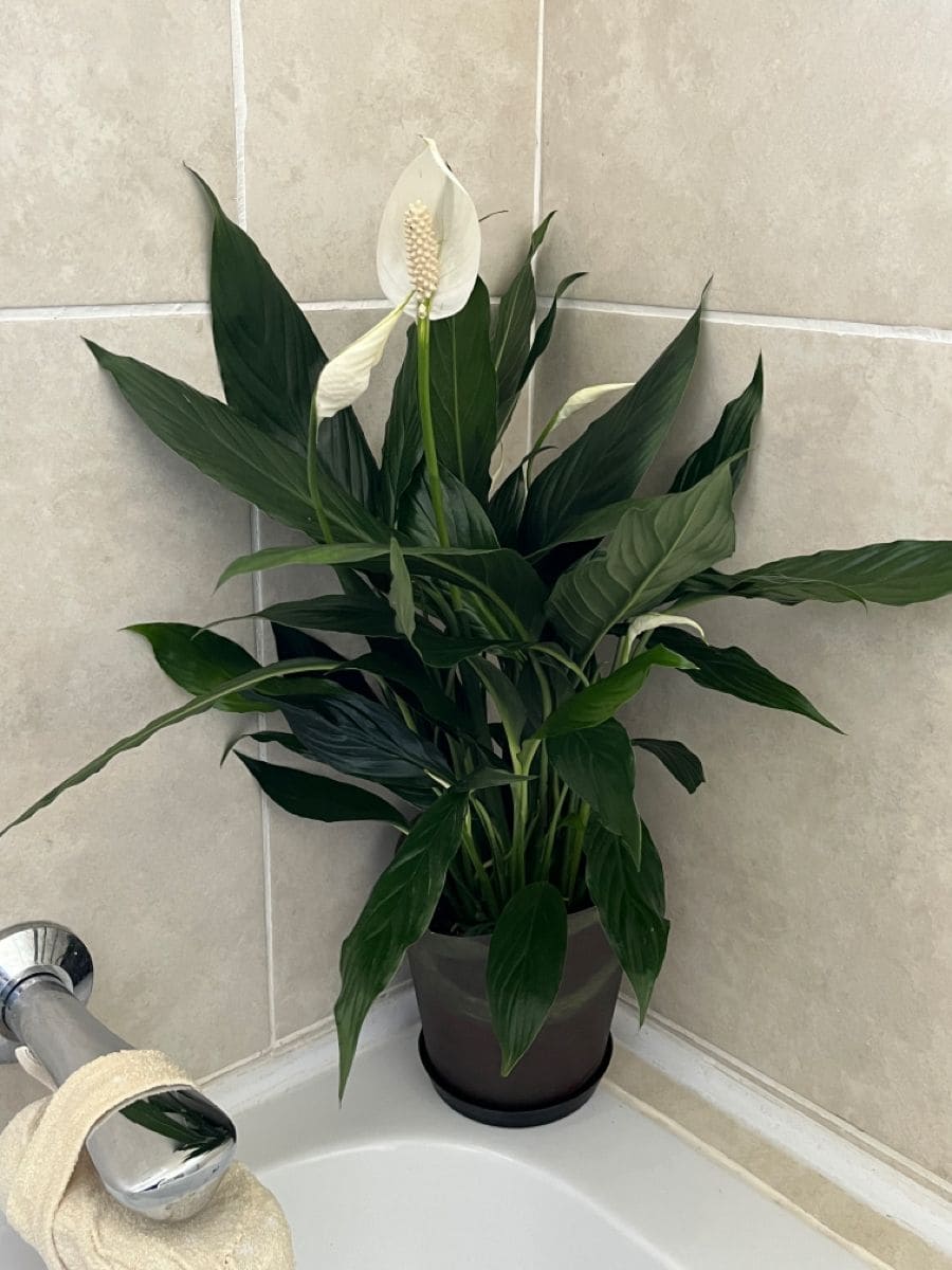 10 Plants That Love Living in a Shower Caddy