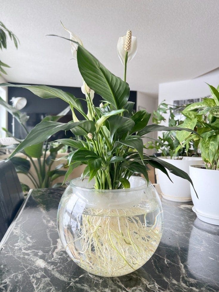 10 Plants That Grow Beautifully in Water Jars