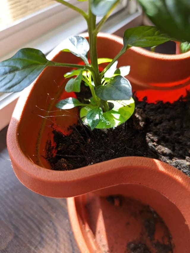 Stop Putting Saucers Under Your Planters. Here’s Why