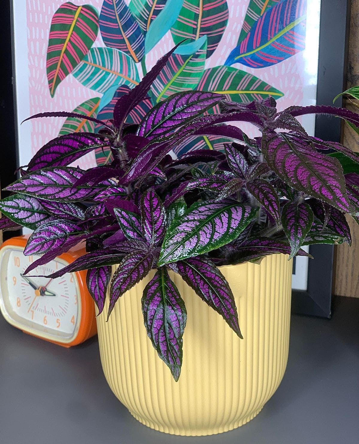 10 Stunning Plants With Purple Leaves for a Bold Garden