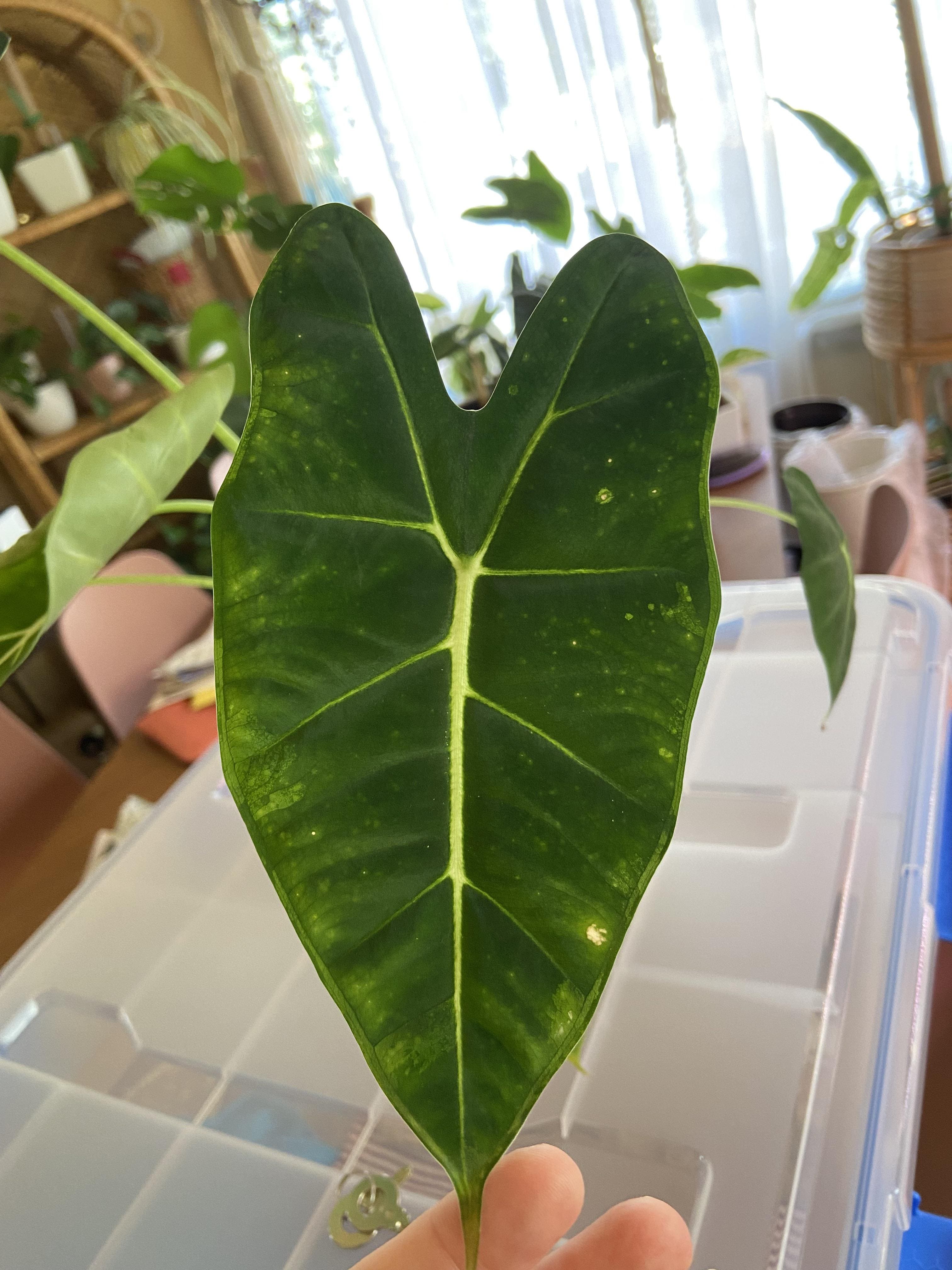 How to Keep Alocasia Green Velvet Leaves Healthy and Vibrant