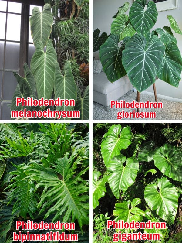 7 Tips to Grow Philodendrons with the Biggest Leaves