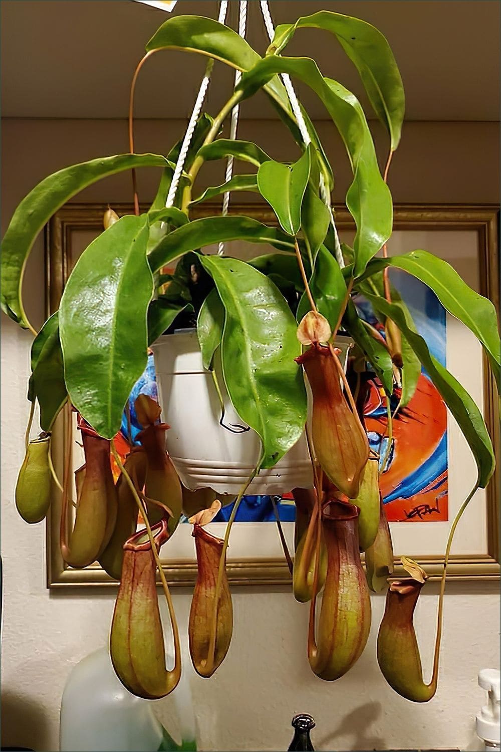 12 Unique Houseplants That Will Make Your Home Stand Out