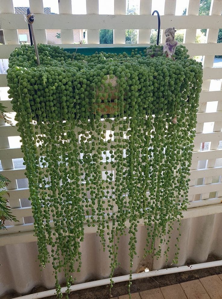 7 Proven Tricks to Make Your String of Pearls Flower