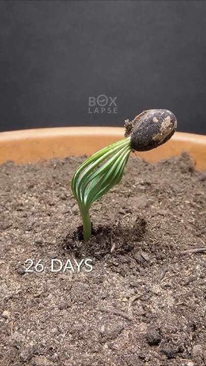 How to Grow a Tiny Pine Tree from a Pine Cone