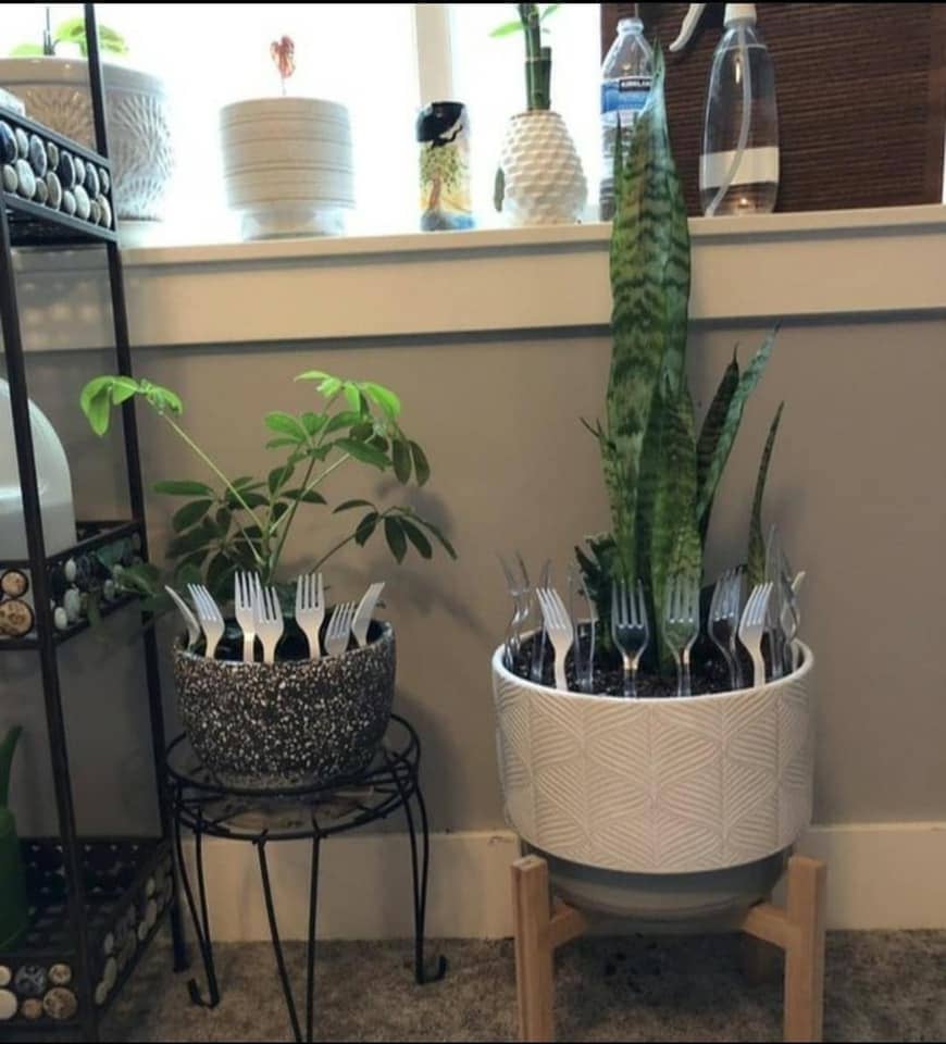 8 Smart Ways to Keep Cats Out of Your Houseplants