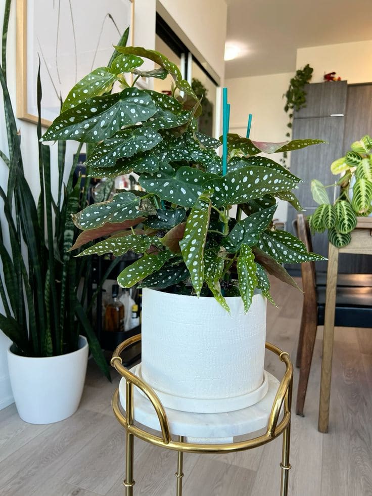 10 Cat-Friendly Houseplants That Bring Greenery Without Worry