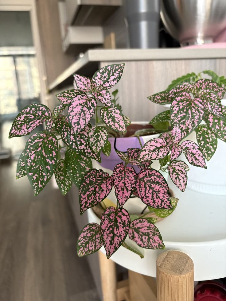 10 Stunning Indoor Plants That Change Colors