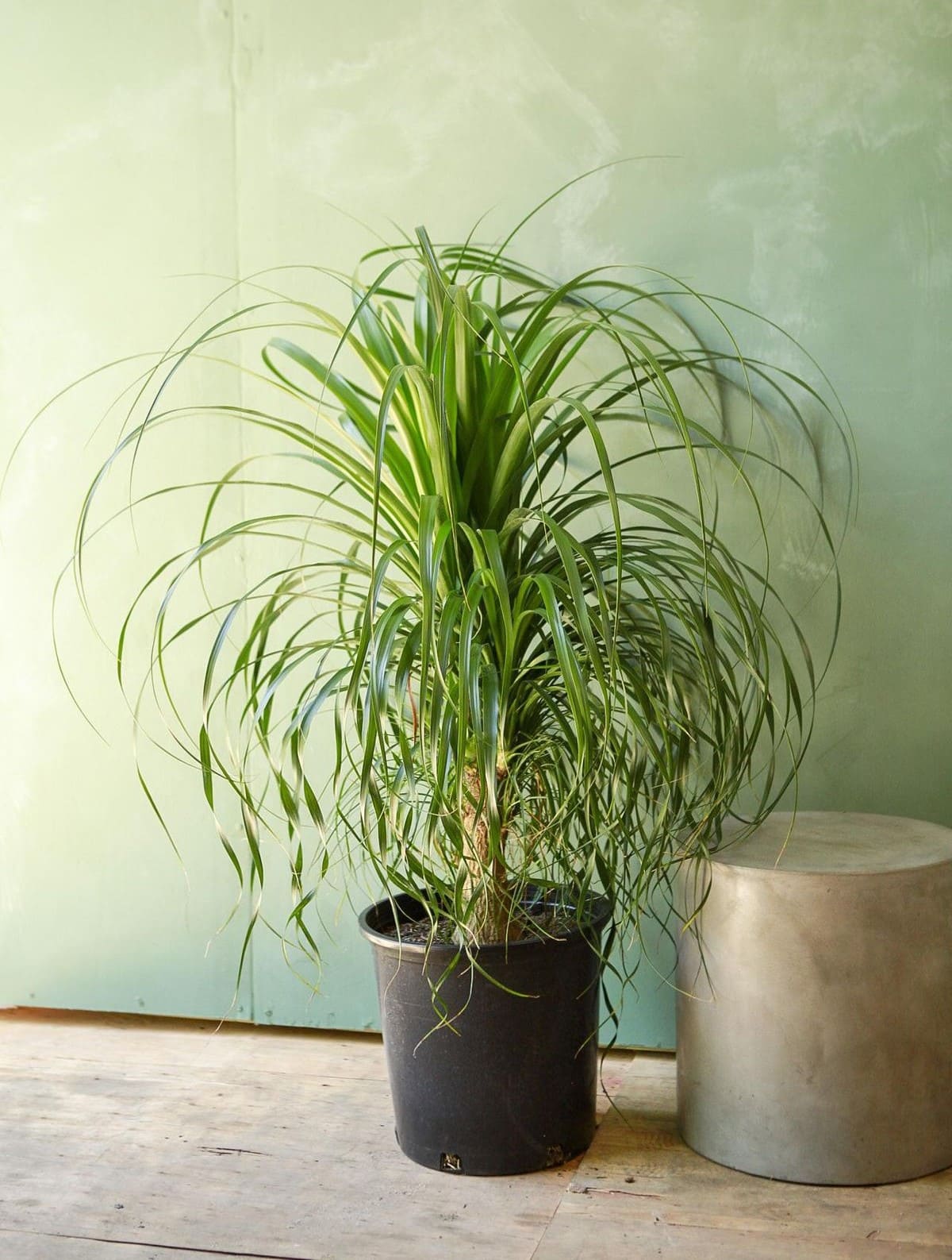 10 Cat-Friendly Houseplants That Bring Greenery Without Worry