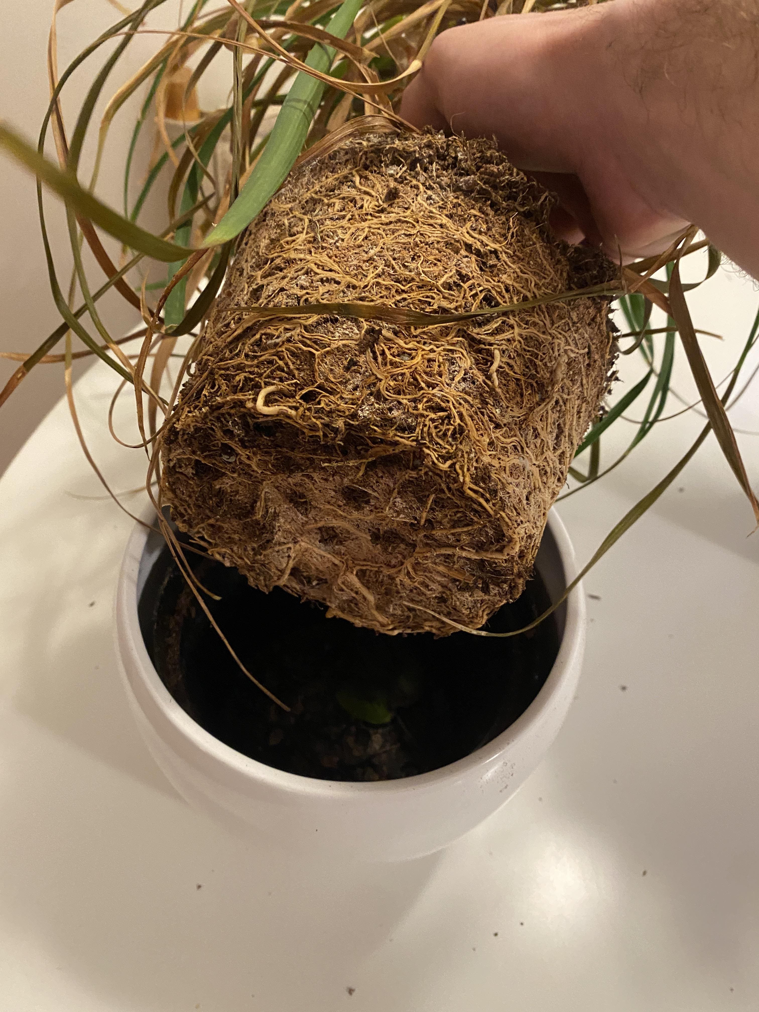 How to Make Your Ponytail Palm Grow Bigger and Taller