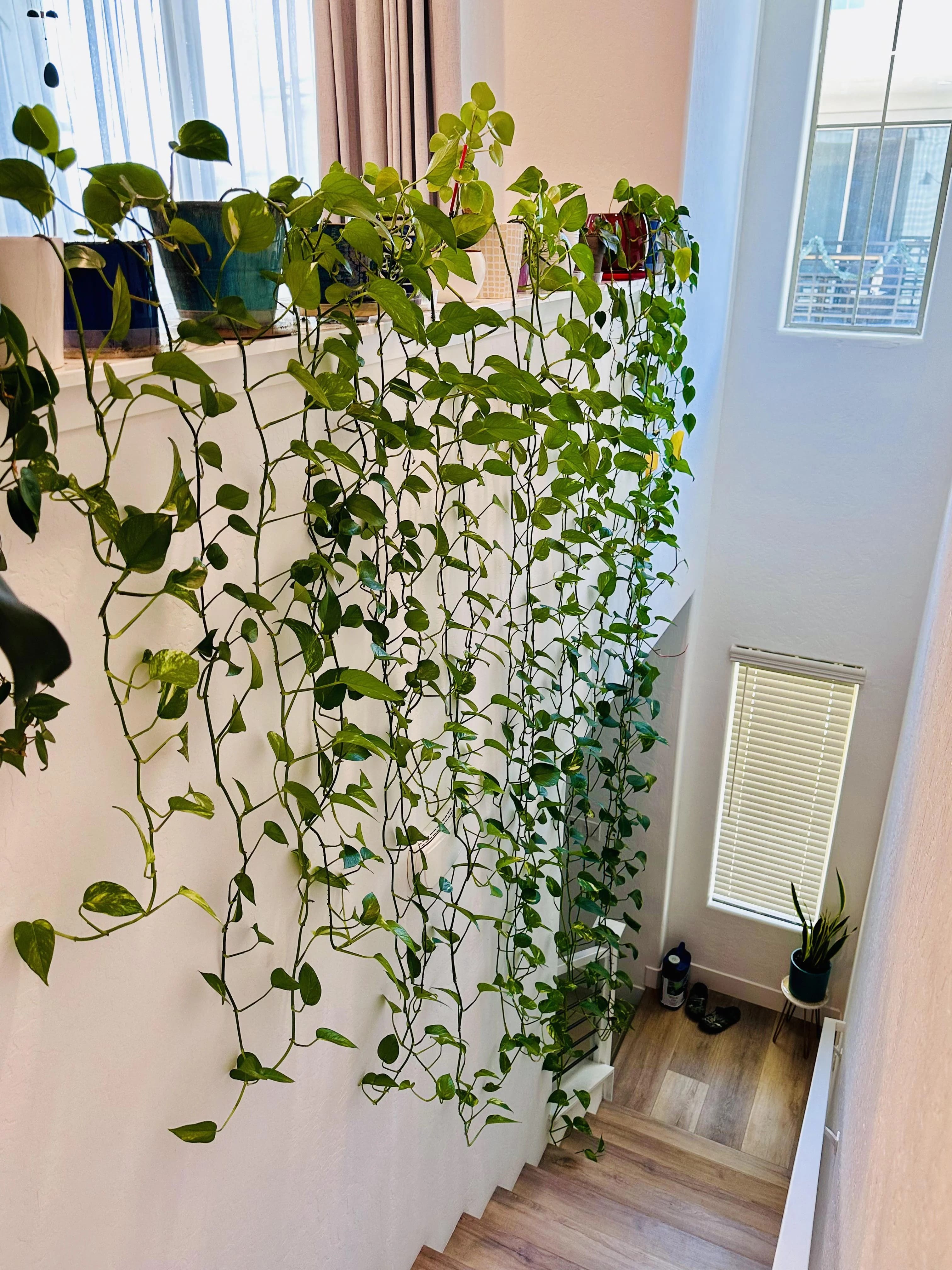 Pothos Cascading Down a Stairwell