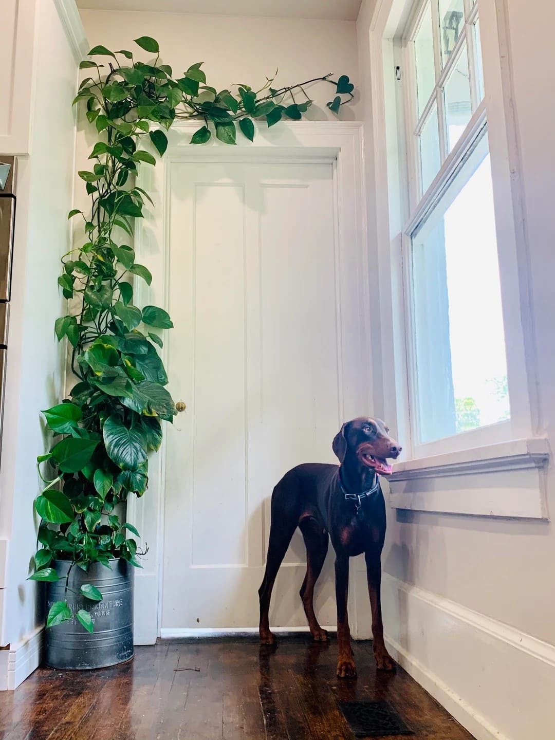 Pothos Framing a Doorway