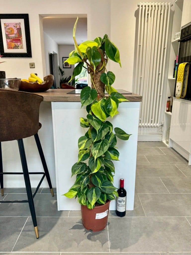 Pothos Growing on a Moss Pole