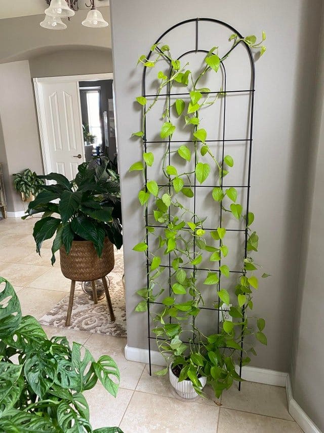Pothos Trained on a Decorative Trellis