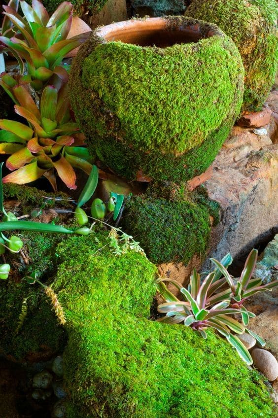 5 Steps to Grow Moss on Anything