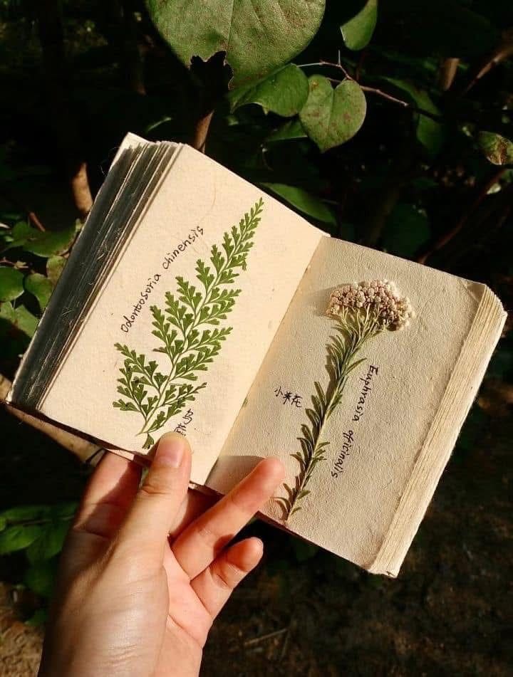 Pressed Flower Herbarium Journal
