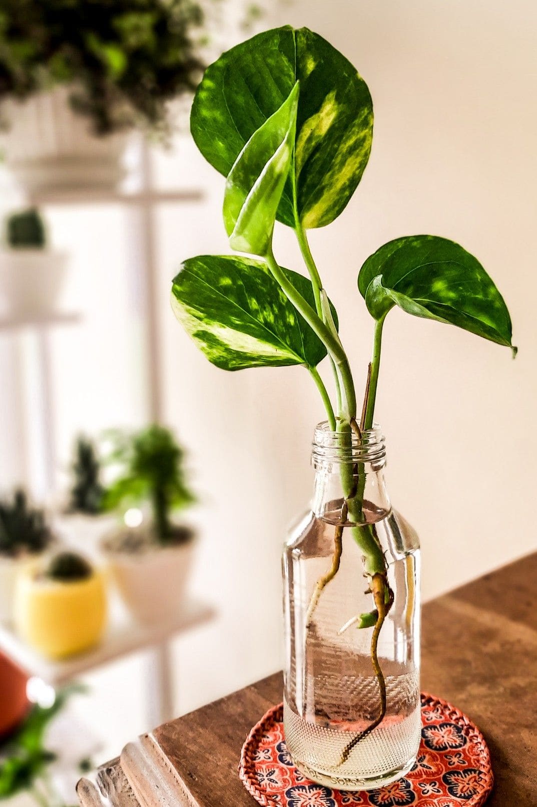 Why Your Pothos Cuttings Aren’t Rooting and How to Fix It