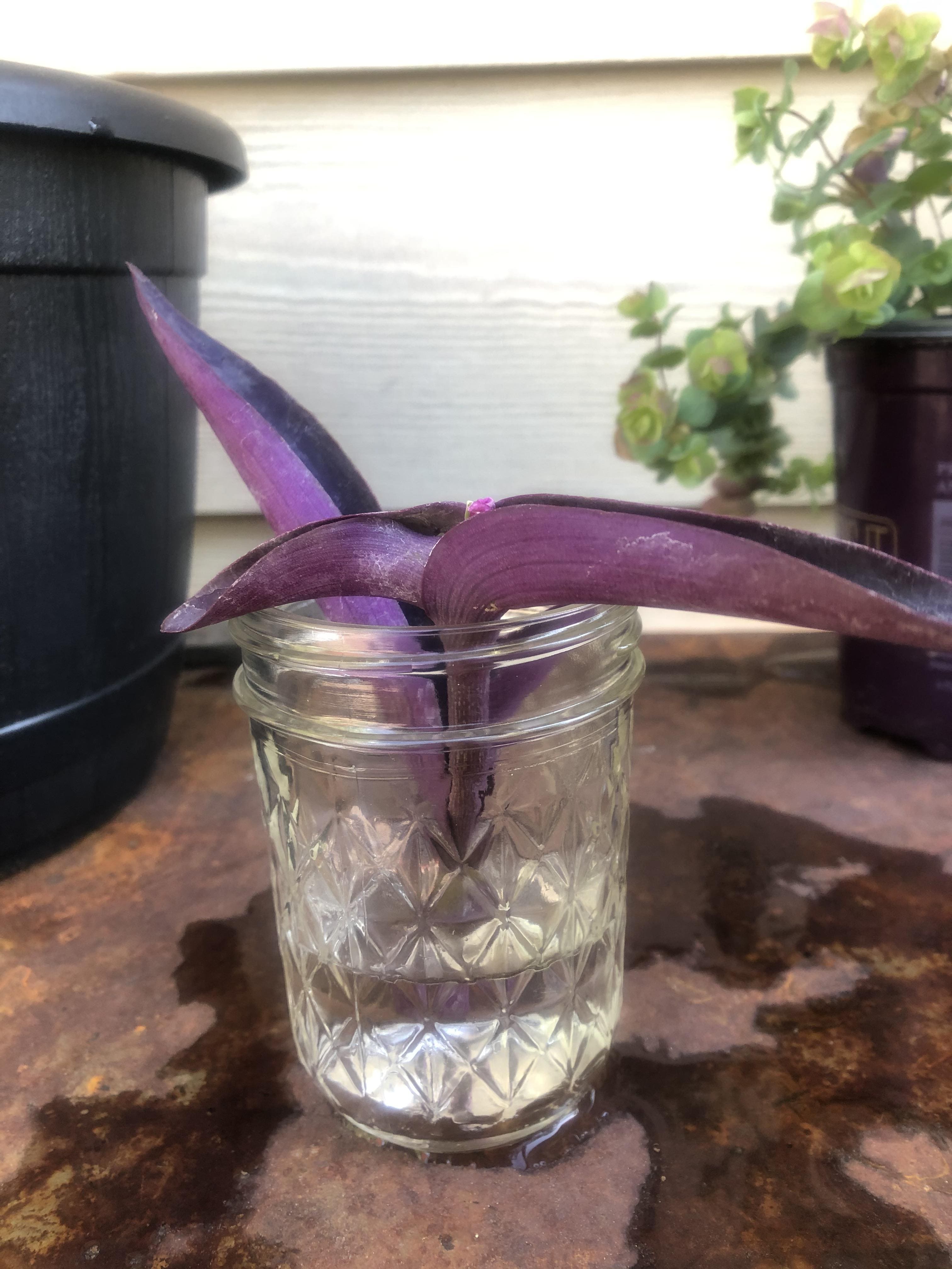 8 Secrets to Grow a Bushy Wandering Jew Plant