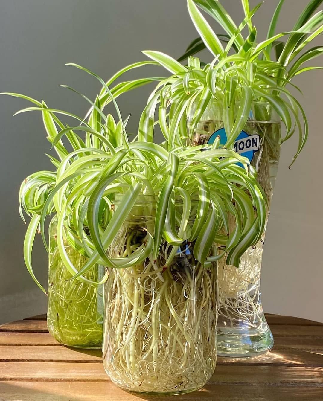 5 Easy Tips to Get Your Spider Plant to Flower