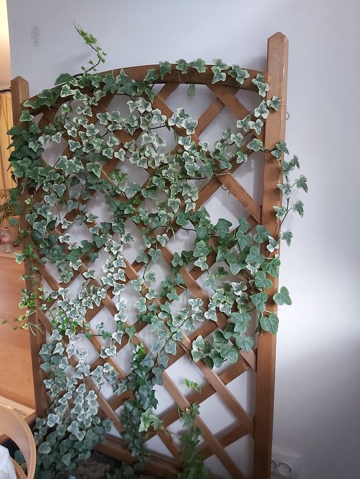 10 Mistakes to Avoid When Growing English Ivy Indoors