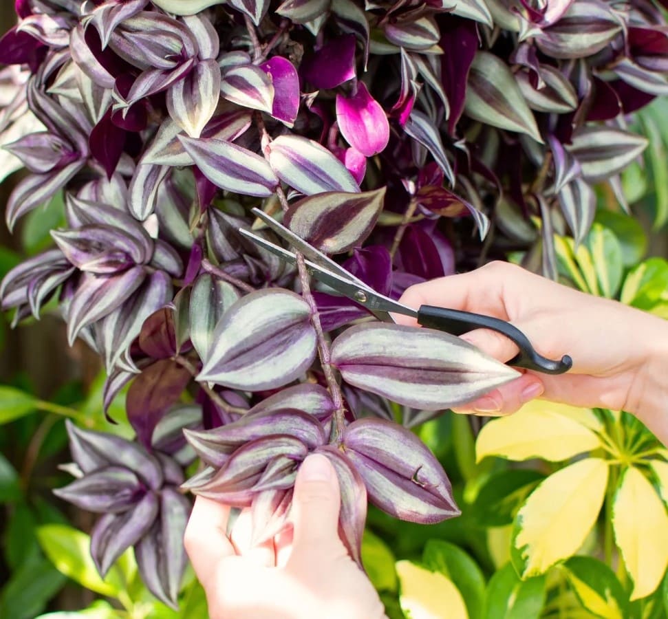 8 Secrets to Grow a Bushy Wandering Jew Plant