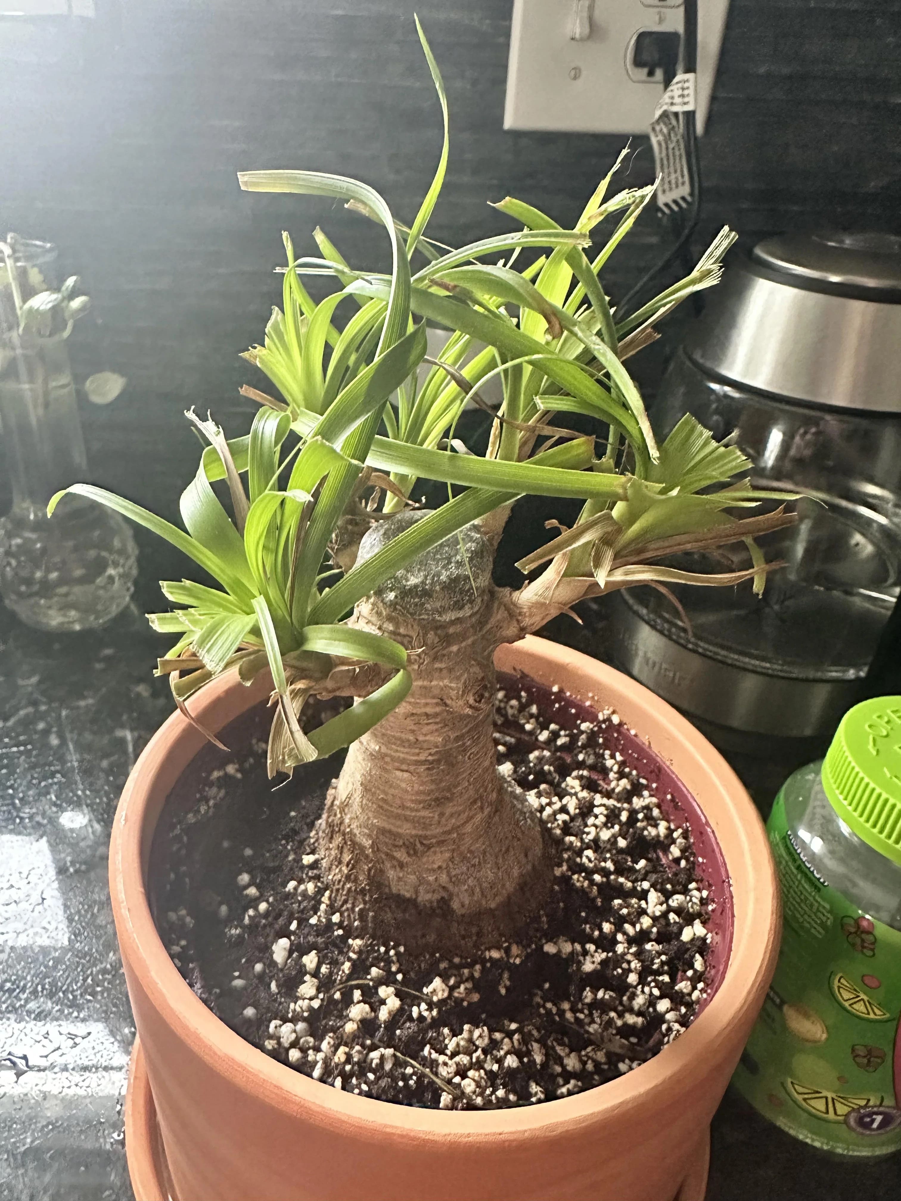 How to Make Your Ponytail Palm Grow Bigger and Taller