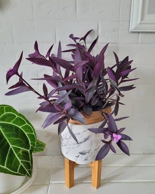10 Stunning Plants With Purple Leaves for a Bold Garden