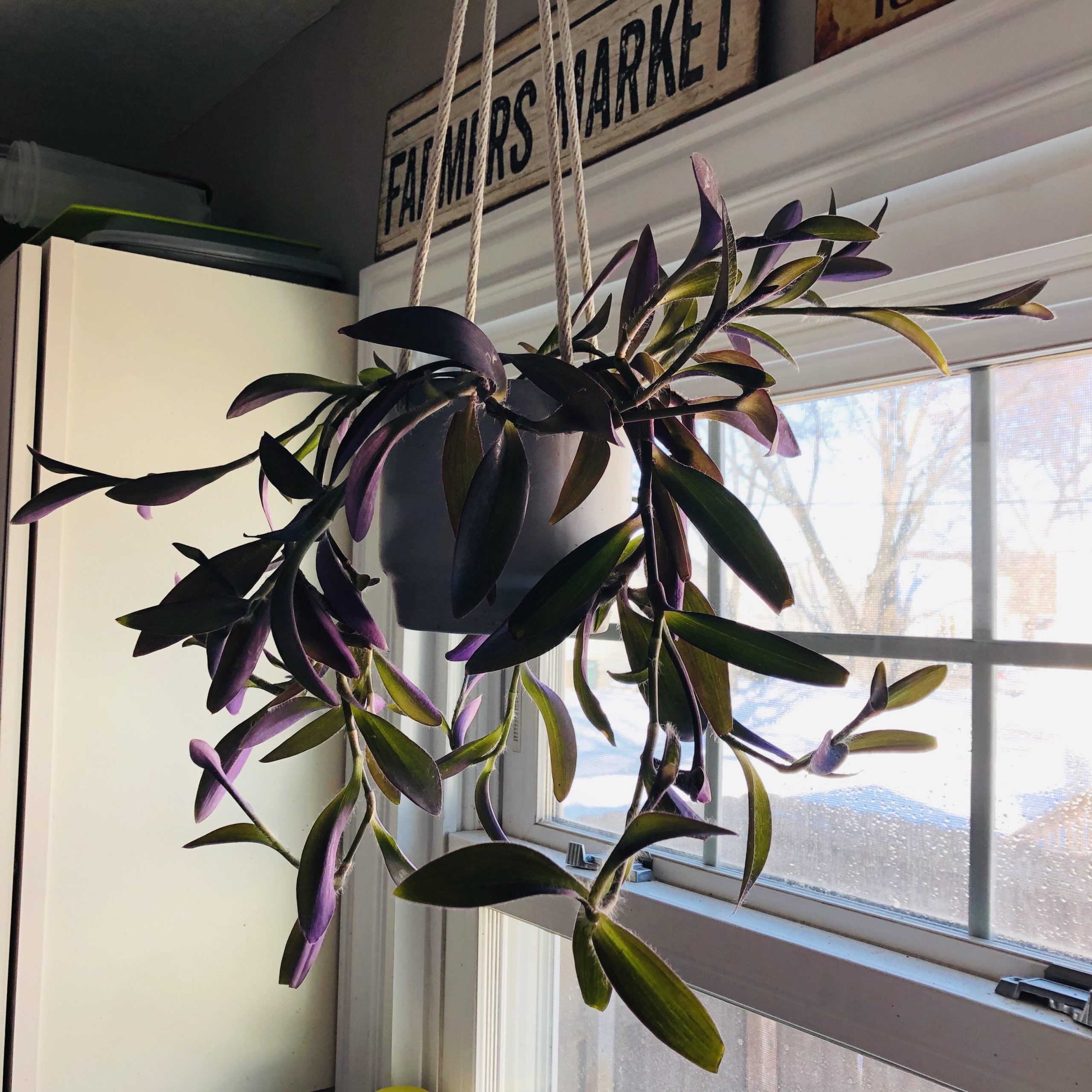 Brighten Up Your Home with the Top 5 Best Indoor Plants