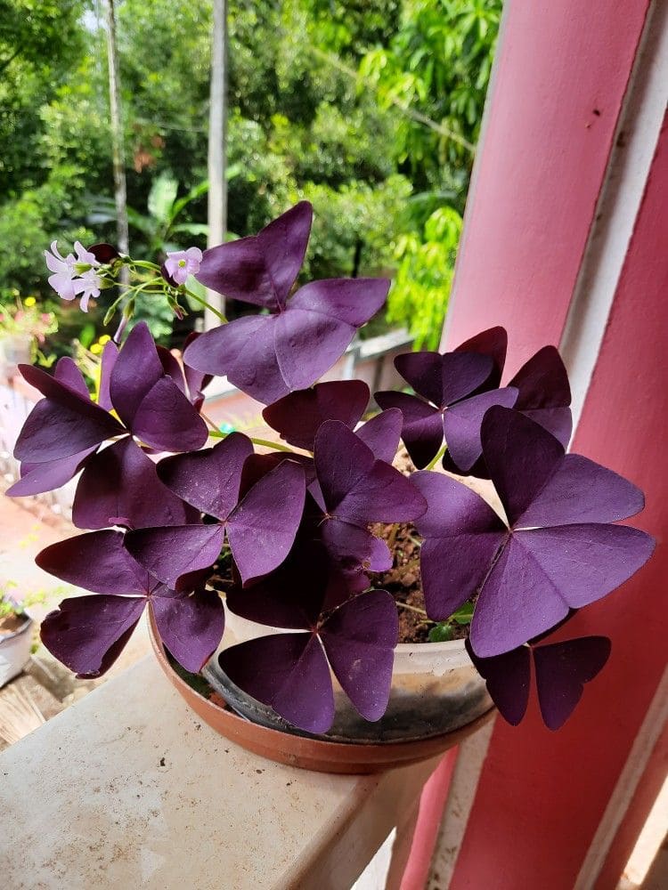 10 Stunning Indoor Plants That Change Colors