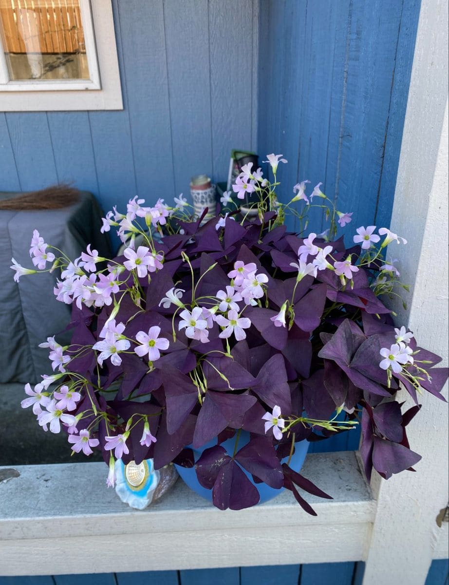 10 Stunning Plants With Purple Leaves for a Bold Garden