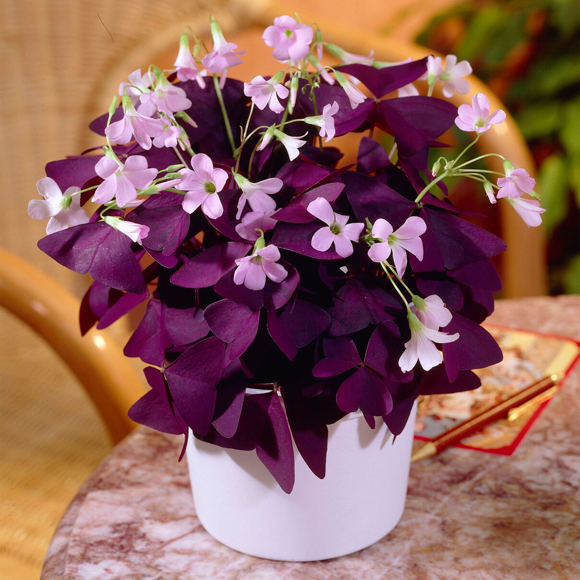 4 Stunning Plants That Look Like Butterflies